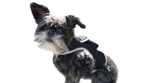 Rechargeable GSM Waterproof GPS Puppy Tracking Device Collar Mounted Size:M