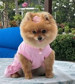 Cameilla Casual Dress (Color: pink, size: X Large)