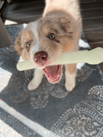 Fetch & Glow Ball (size: large)