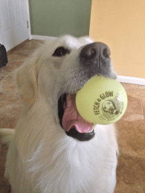 Fetch & Glow Ball (size: medium)